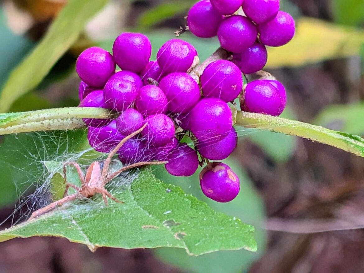 Saw this nursery web spider on my American Beautyberry today