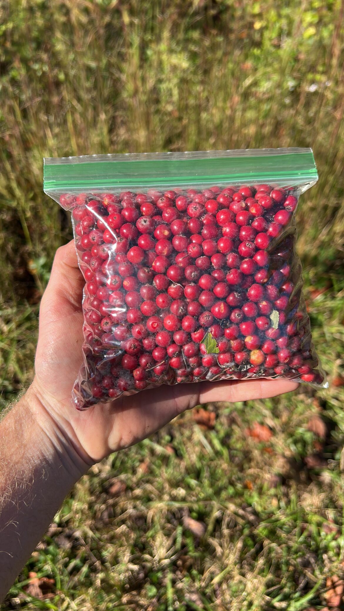 Propagating aronia