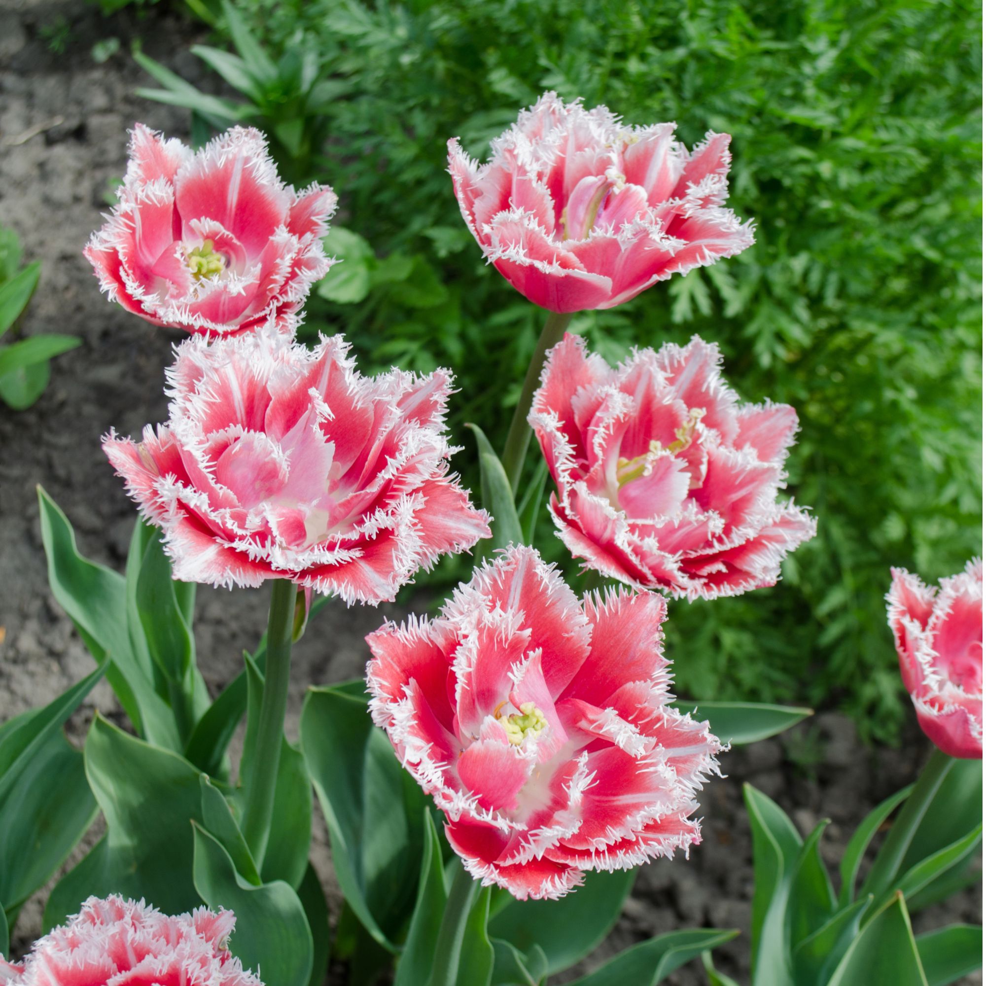 Tulip 'Queensland' flowers