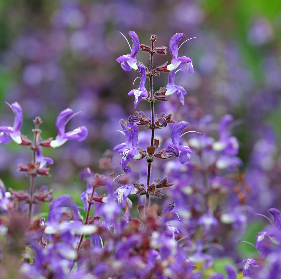 purple and white salvia growing outside