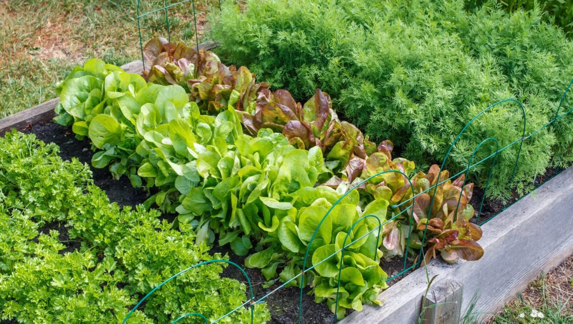 Gardener reveals simple hack to grow seemingly never-ending supply of popular produce item: ‘That’s a great idea’ One TikTok user revealed how to grow an endless supply of scallions in your garden with just a few simple steps.