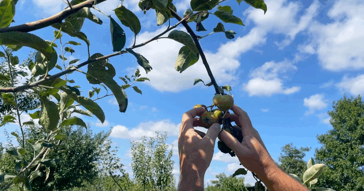 NYC’s forgotten fruit orchard history revived in gardens, public spaces across the boroughs NYC's forgotten fruit orchard history revived in gardens, public spaces across the boroughs
