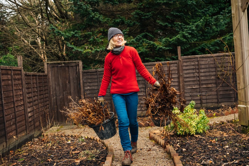 Senior woman carrying buckets of old stems and leaves in a garden.