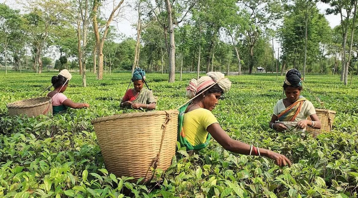Assam tea gardens explore alternative crops to tackle production woes Assam tea gardens explore alternative crops to tackle production woes