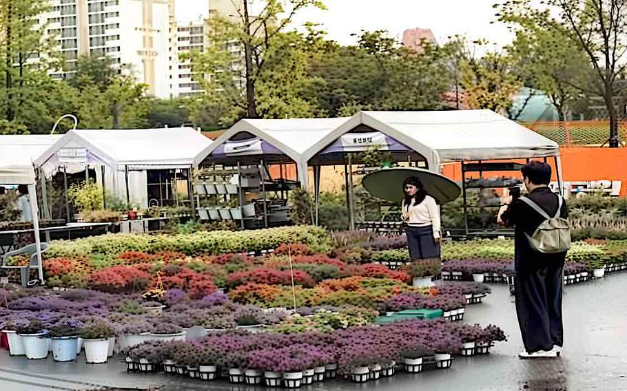 A woman looking at plants as a man take a pictures of her and the plants.