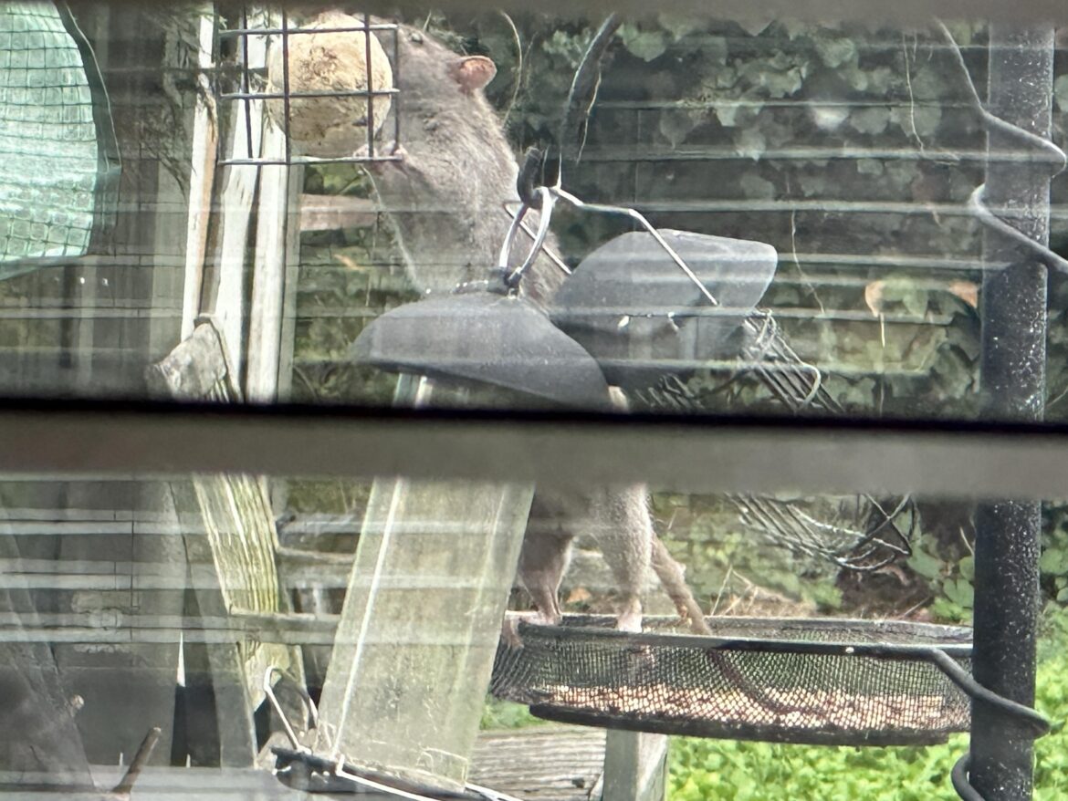 Is it unwise to let rats live in your garden? Is it unwise to let rats live in your garden?