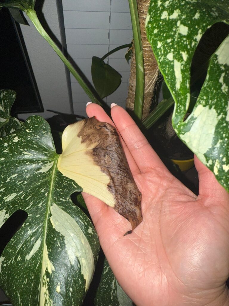 Thai Con is 2 ft. away from East-facing window. Too much sun? Thai Con is 2 ft. away from East-facing window. Too much sun?