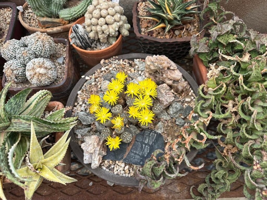 lithops