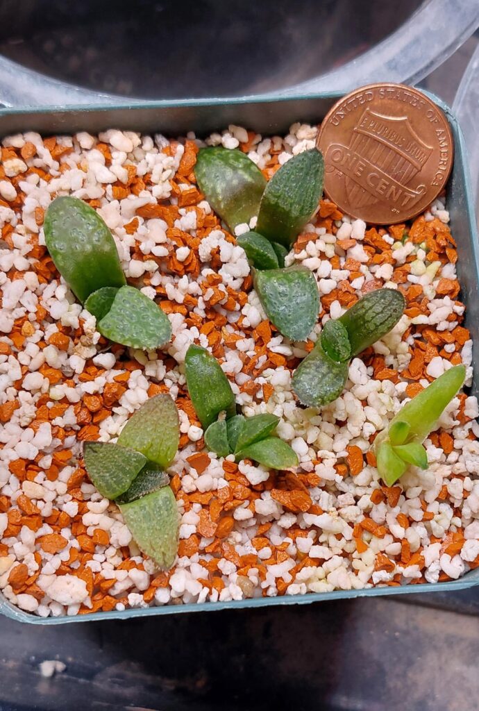 Settled in seedlings