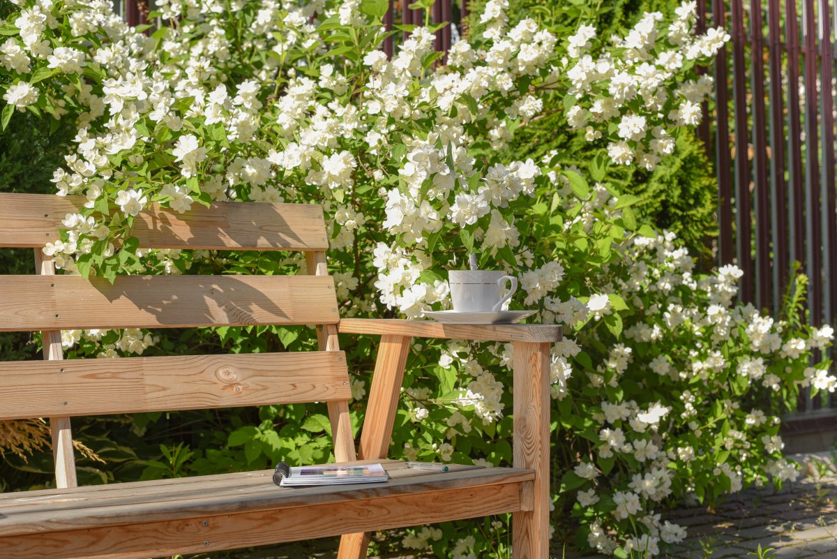 A garden bench under a blossoming jasmine bush
