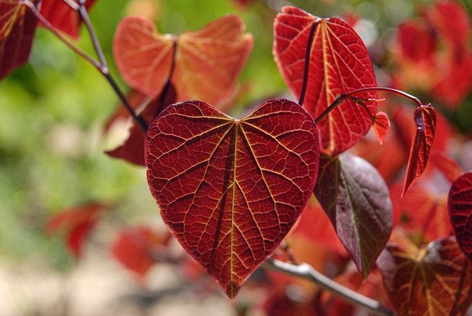 Cercis,canadensis,forest,pansy,,a,redbud,tree,with,crimson,heart