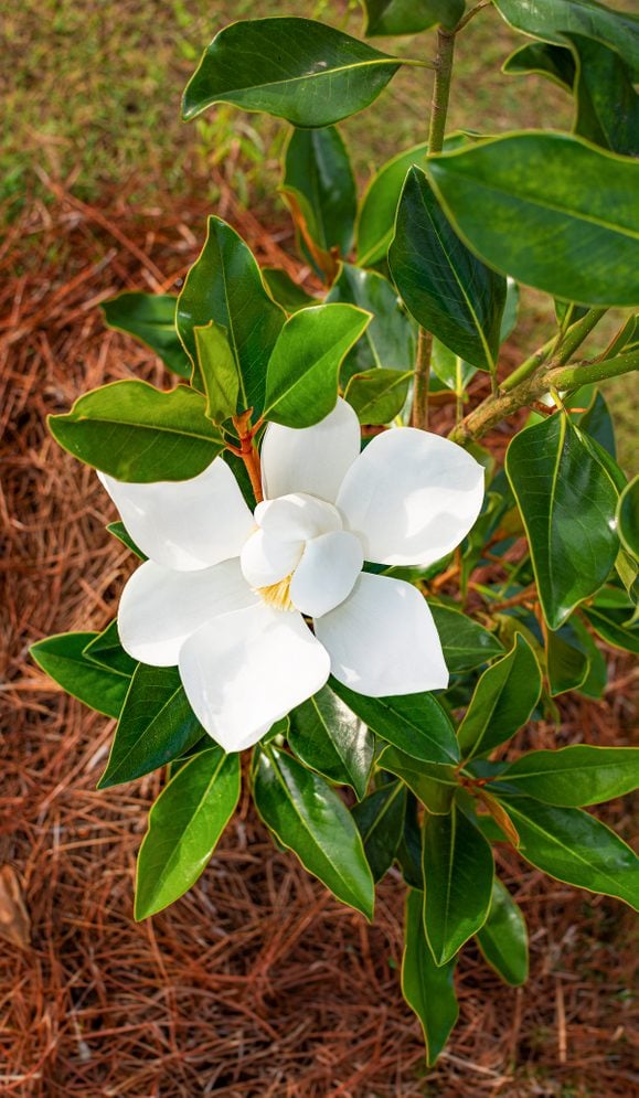 Little Gem magnolia, small trees for landscaping