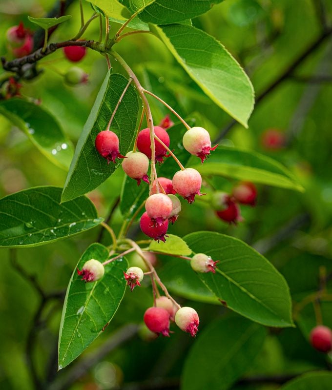 Beautiful,berries,from,the,cultivar,autumn,brilliance,serviceberry.