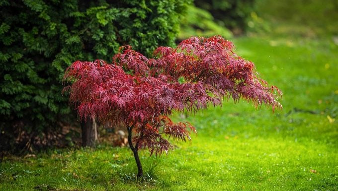 Acer,palmatum,atropurpureum,,red,leaves,of,japanese,maple,,in,garden, small trees for landscaping