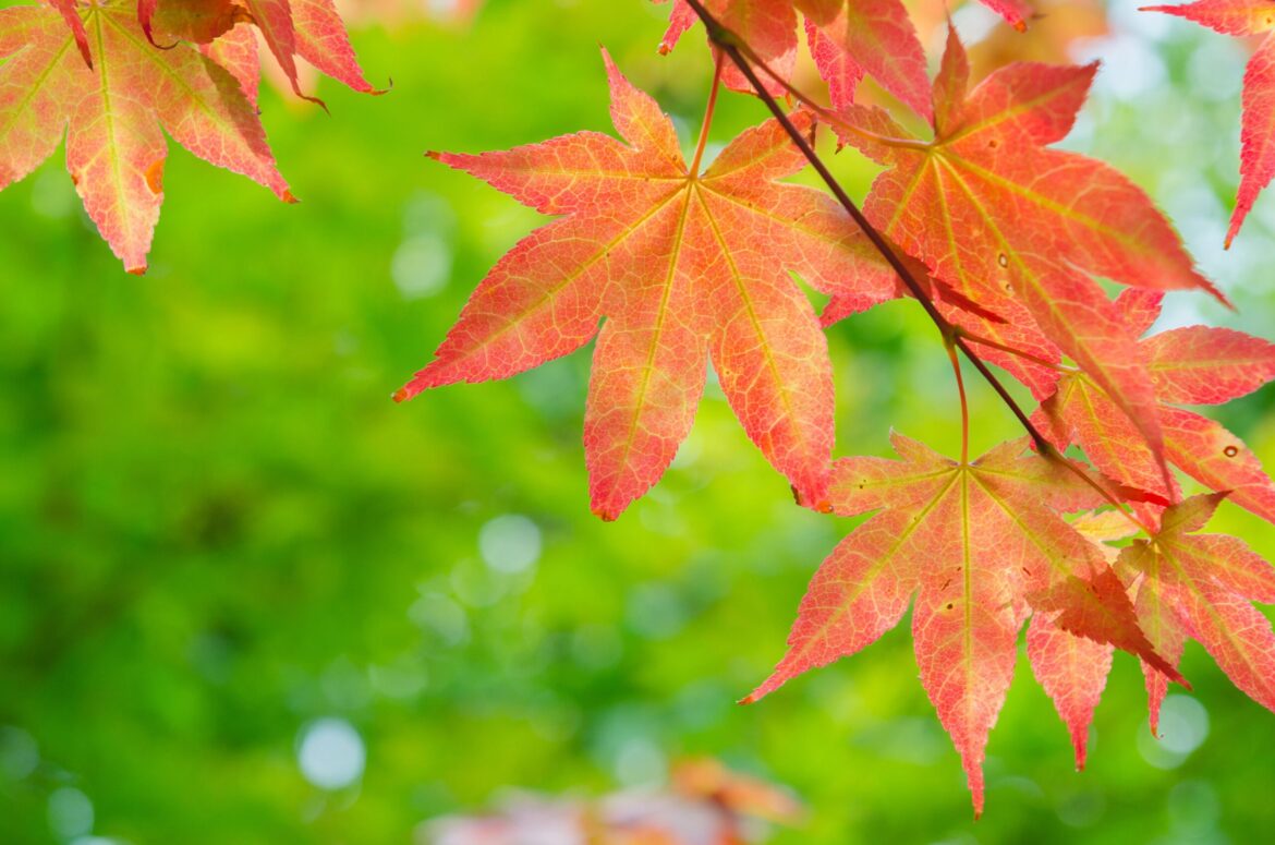 Making Your Fall Garden Festive and Fun Making Your Fall Garden Festive and Fun