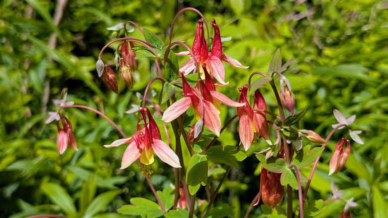 Red and yellow columbine flower in bloom