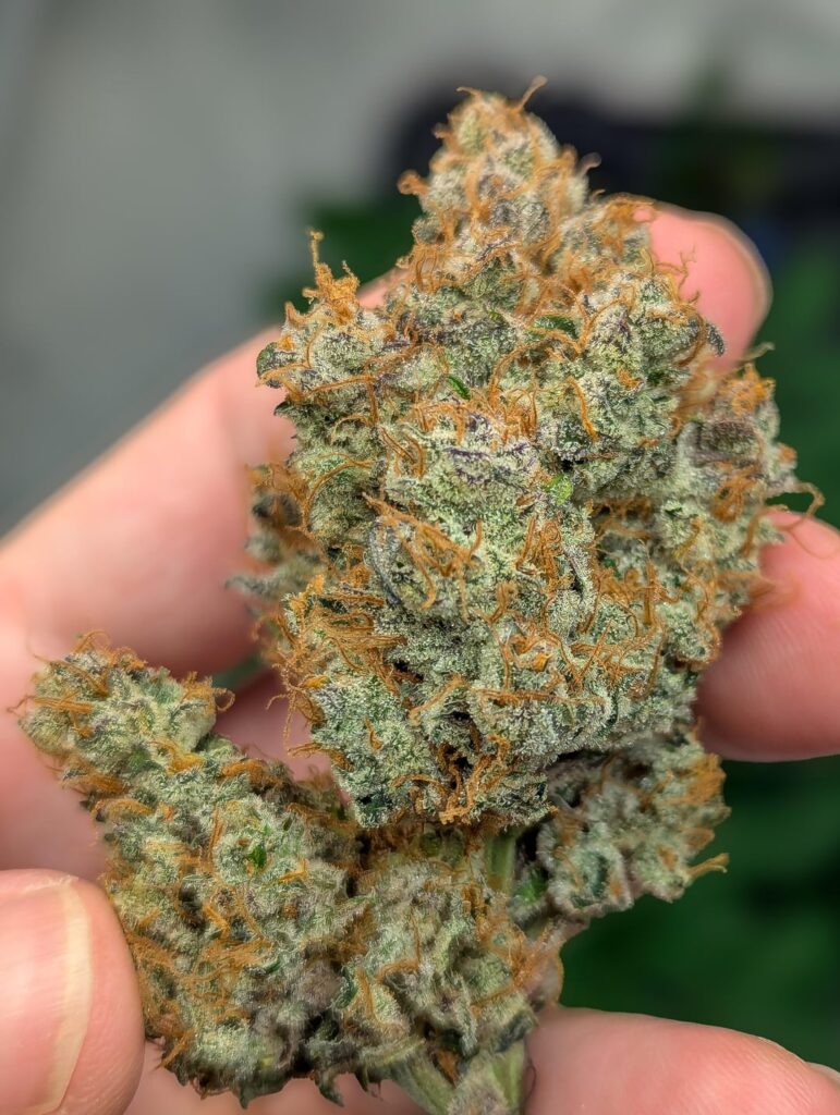 Freshly hand-trimmed tester strain— Pound Dawg F4 × Fatality