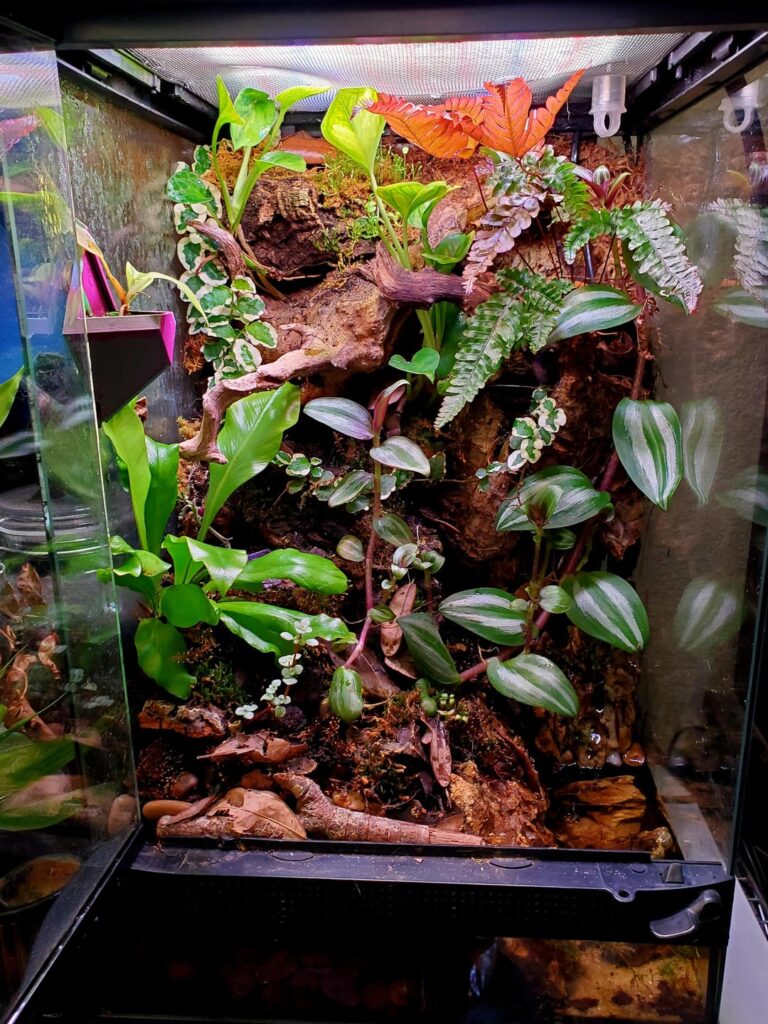 Paludarium plus new lights equals plant explosion! Paludarium plus new lights equals plant explosion!