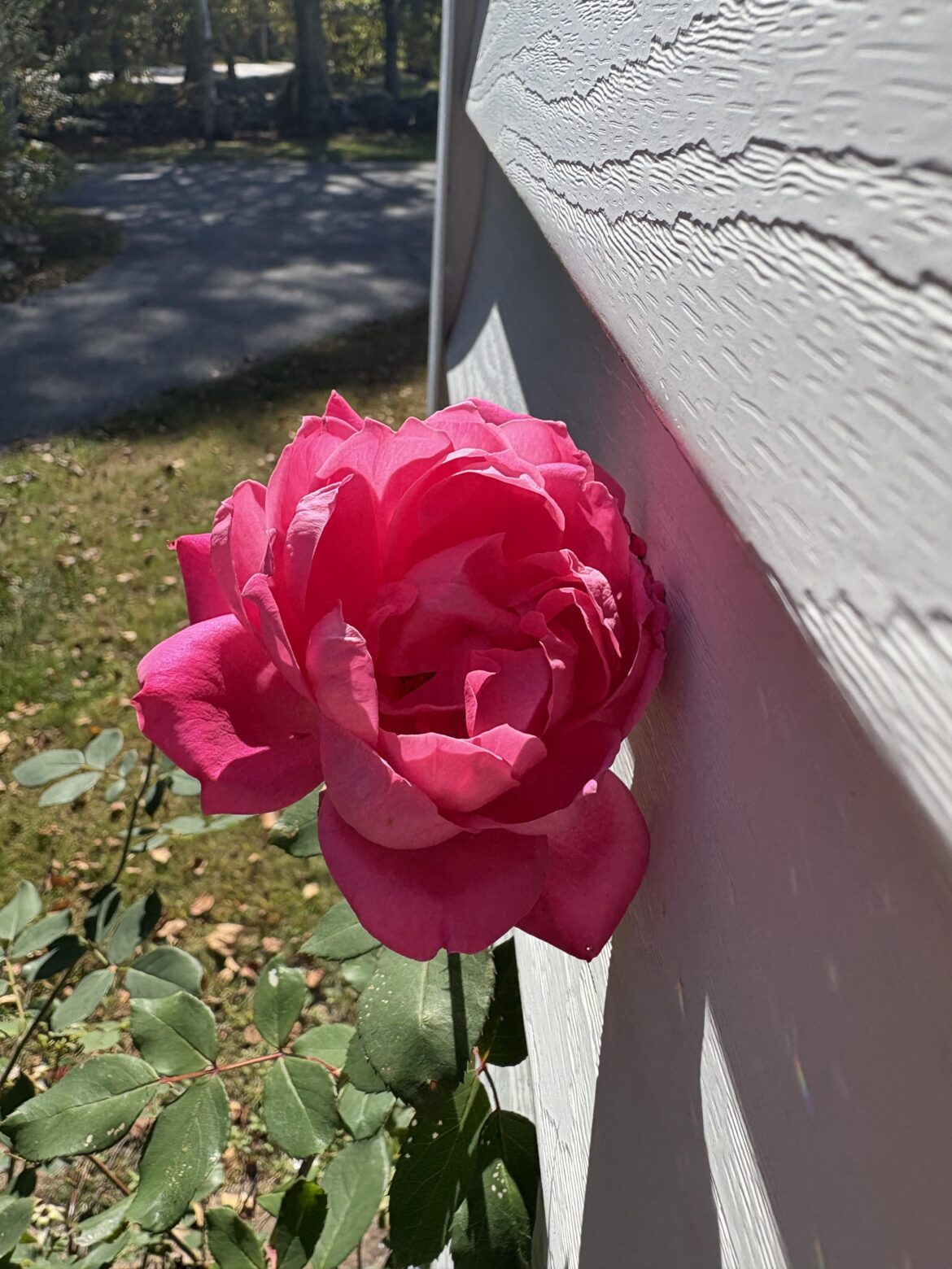 Went to visit my Dad this past weekend. Look at this little beauty in all its glory just hanging out by the side of his house ❤️