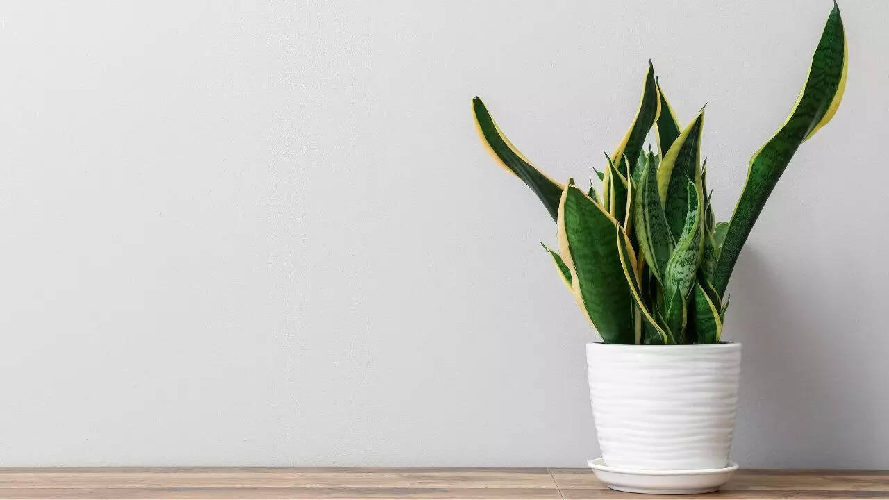 Snake plant