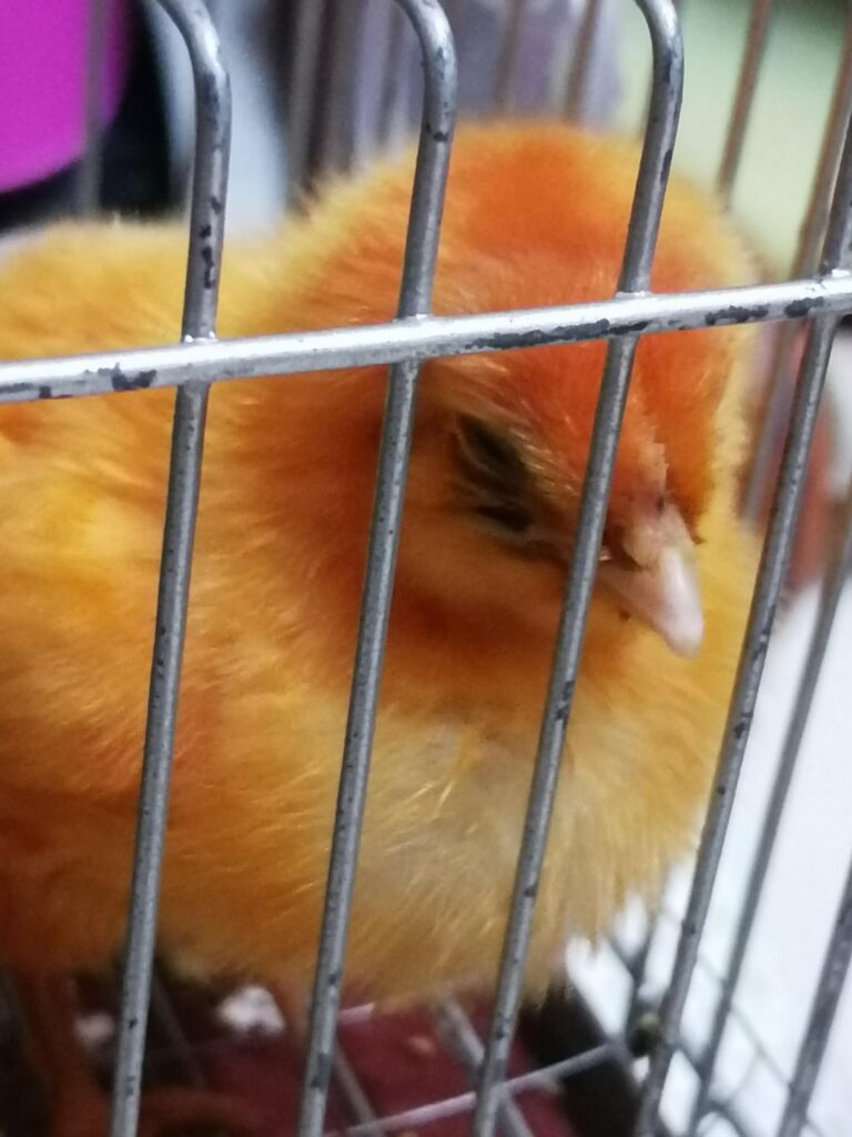 Active chick suddenly have white poop