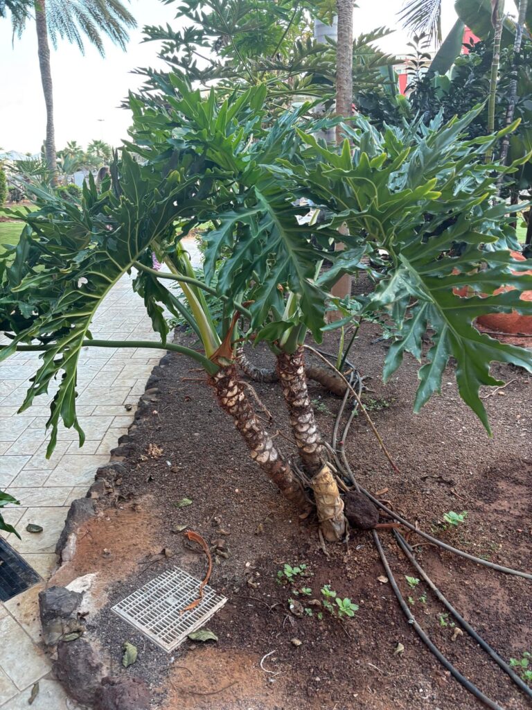 What is this plant? What is this plant?