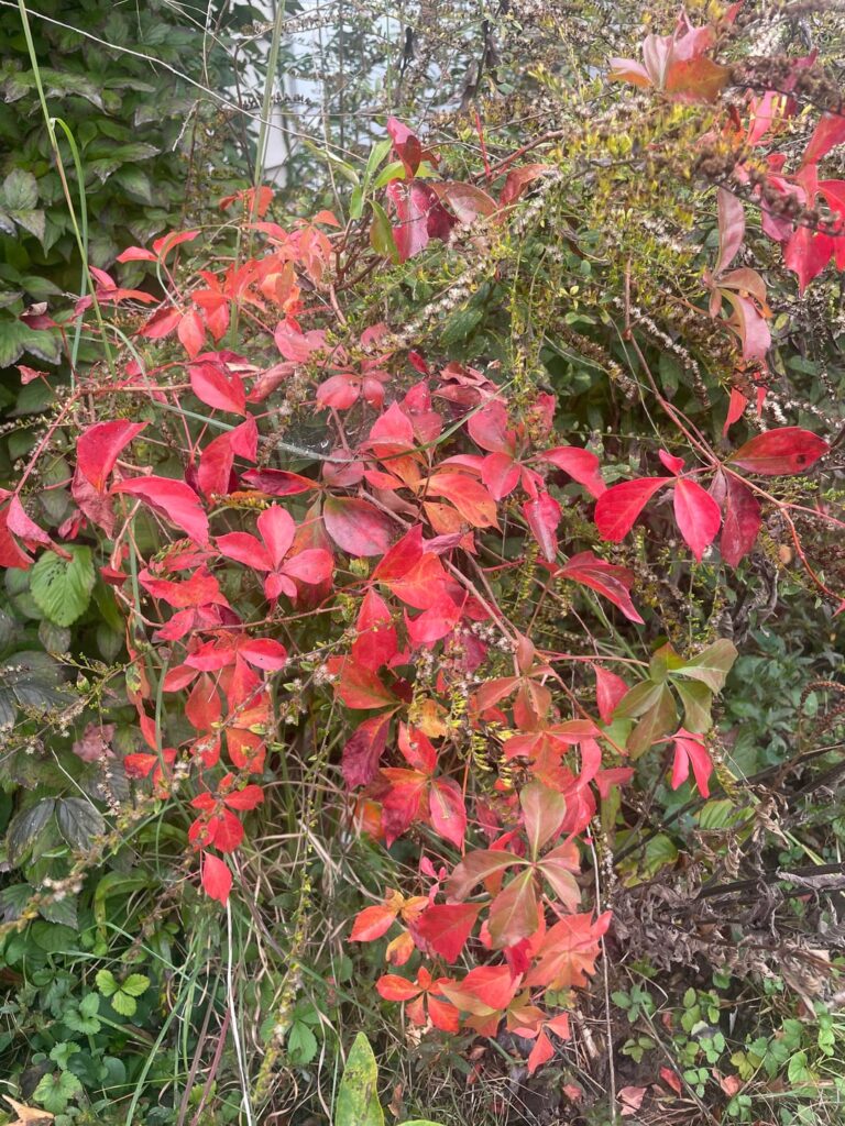 Fall in my yard Fall in my yard