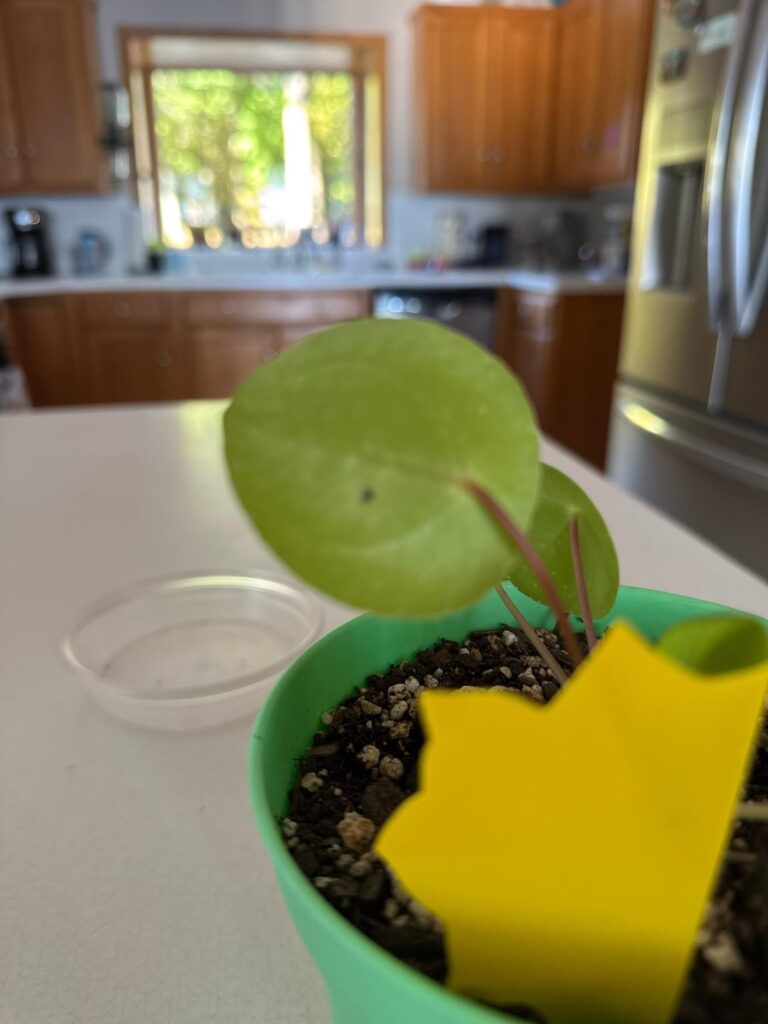 Money plant