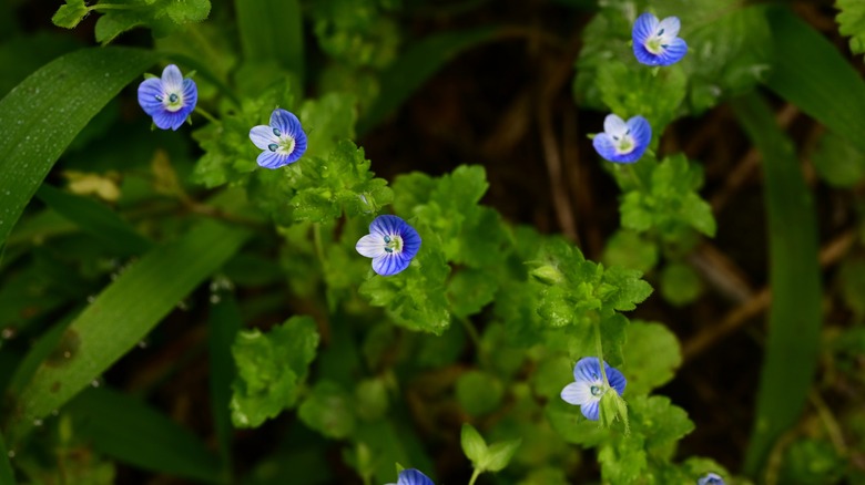Tiny blue flowers of speedwell blooming in garden