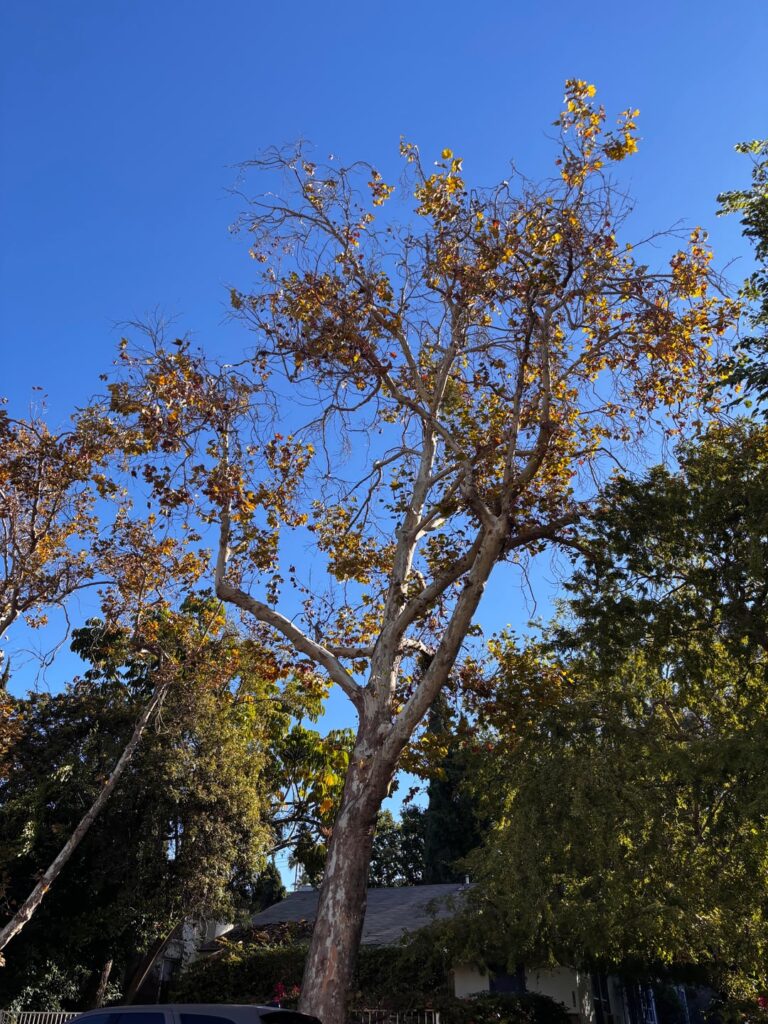 Is this tree dying? Is this tree dying?