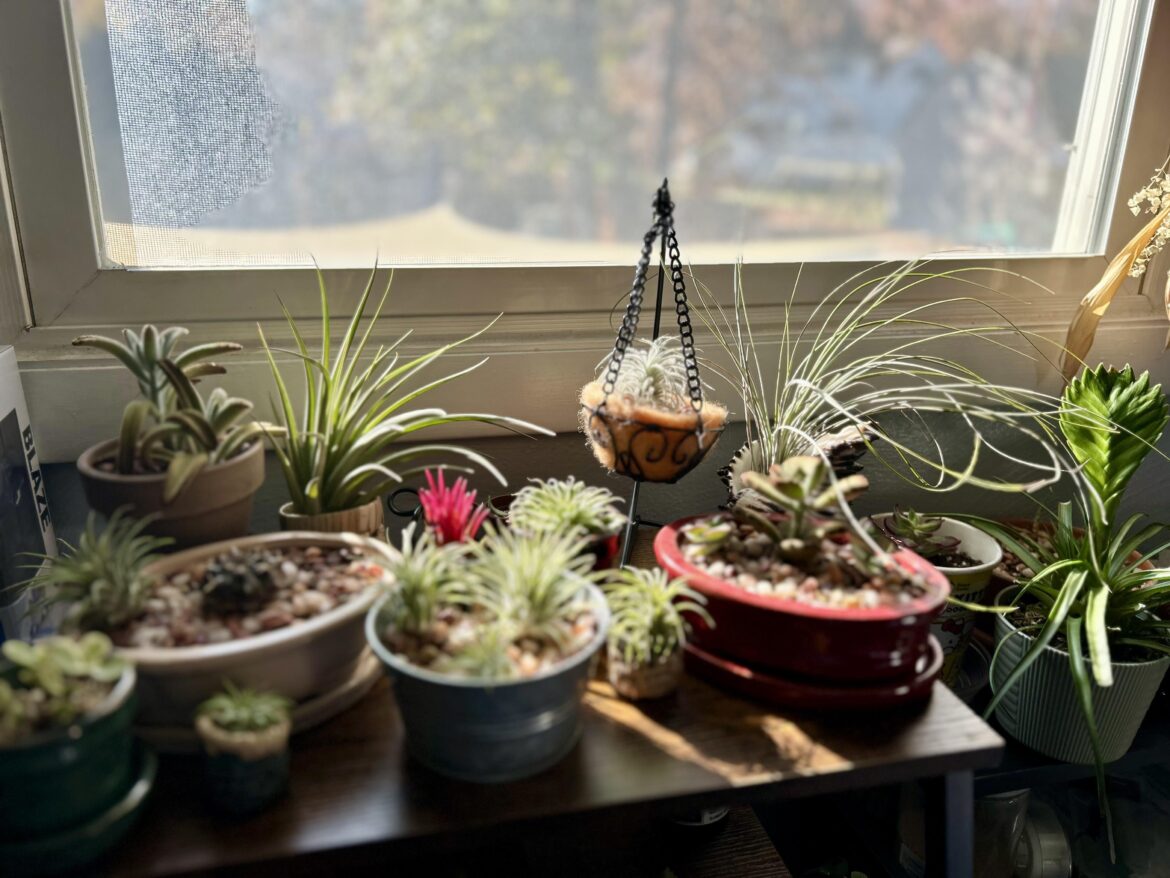 My collection is growing!