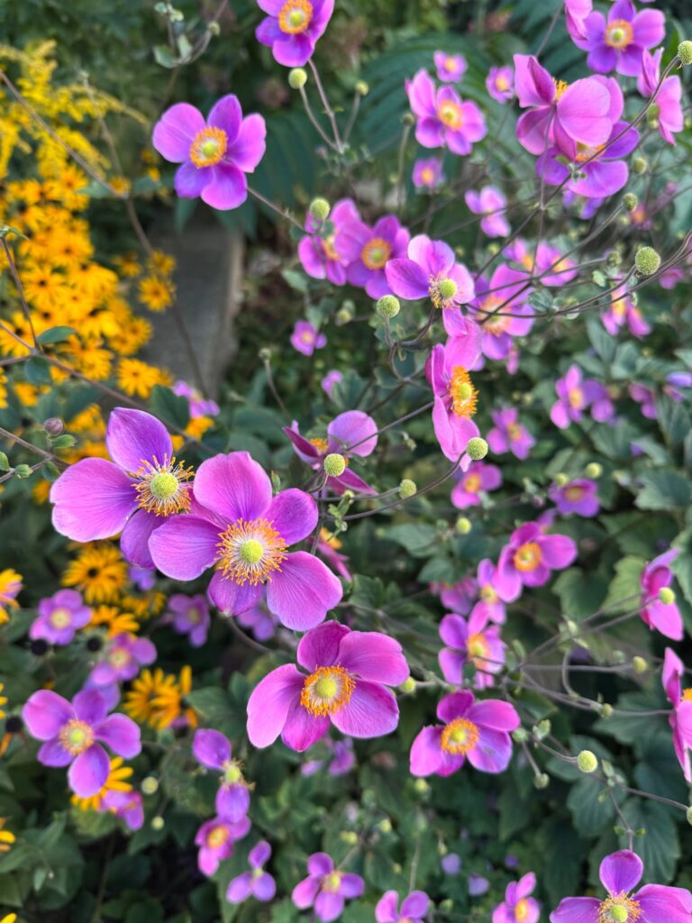What’s this cheery flower in my neighbourhood? What’s this cheery flower in my neighbourhood?