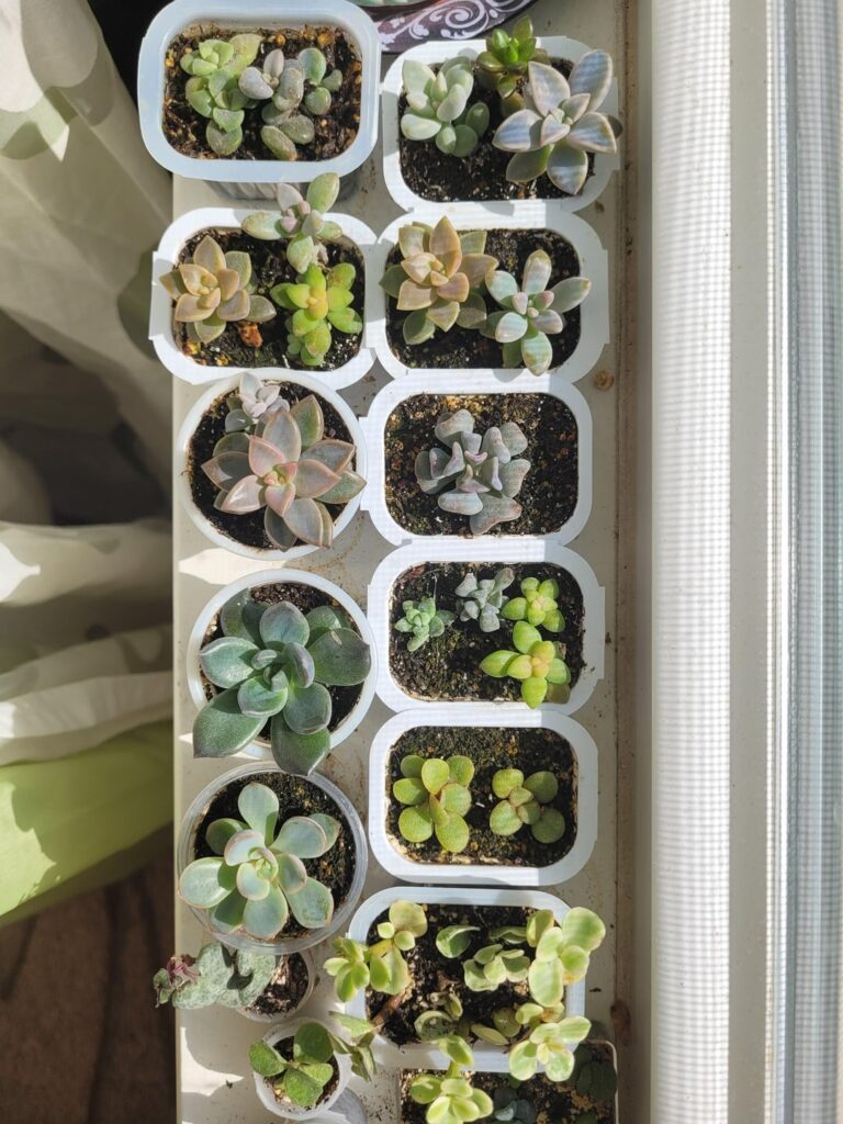 From leaves I proplifted this spring