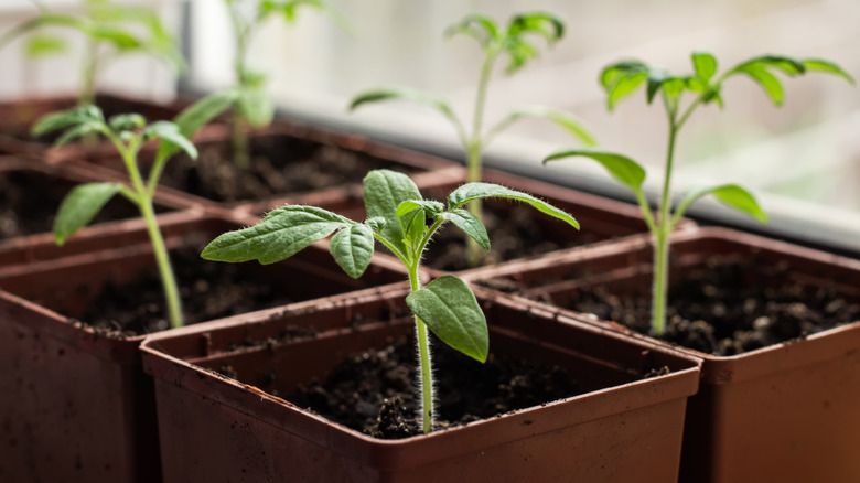 Close-up of seedlings in small containers
