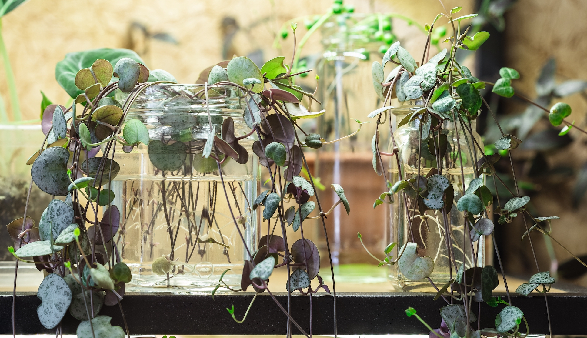 String of Hearts plants growing in water