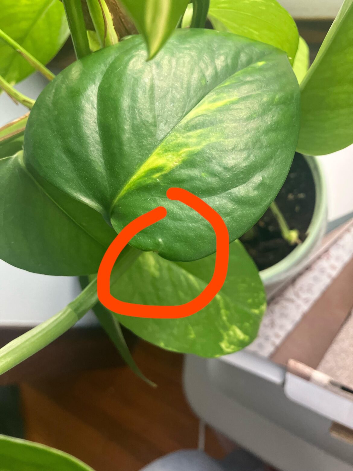 Is this pothos vaginating?? Didn’t even know the vaginatied
