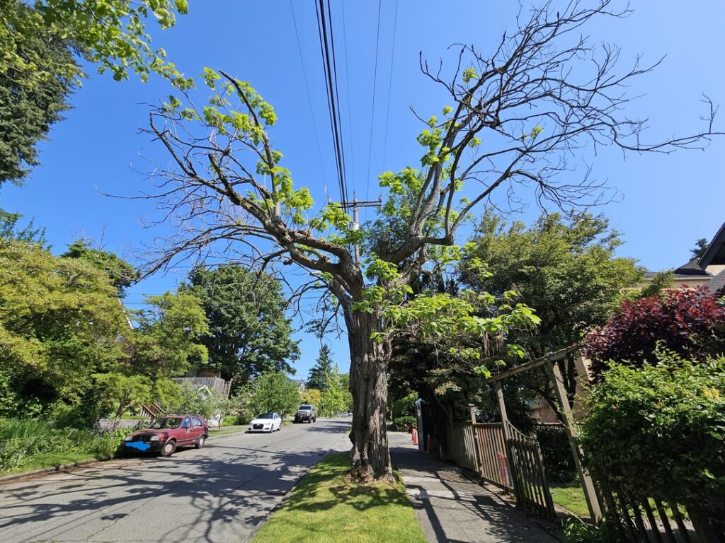 Mountain ash grew inside our decaying catalpa