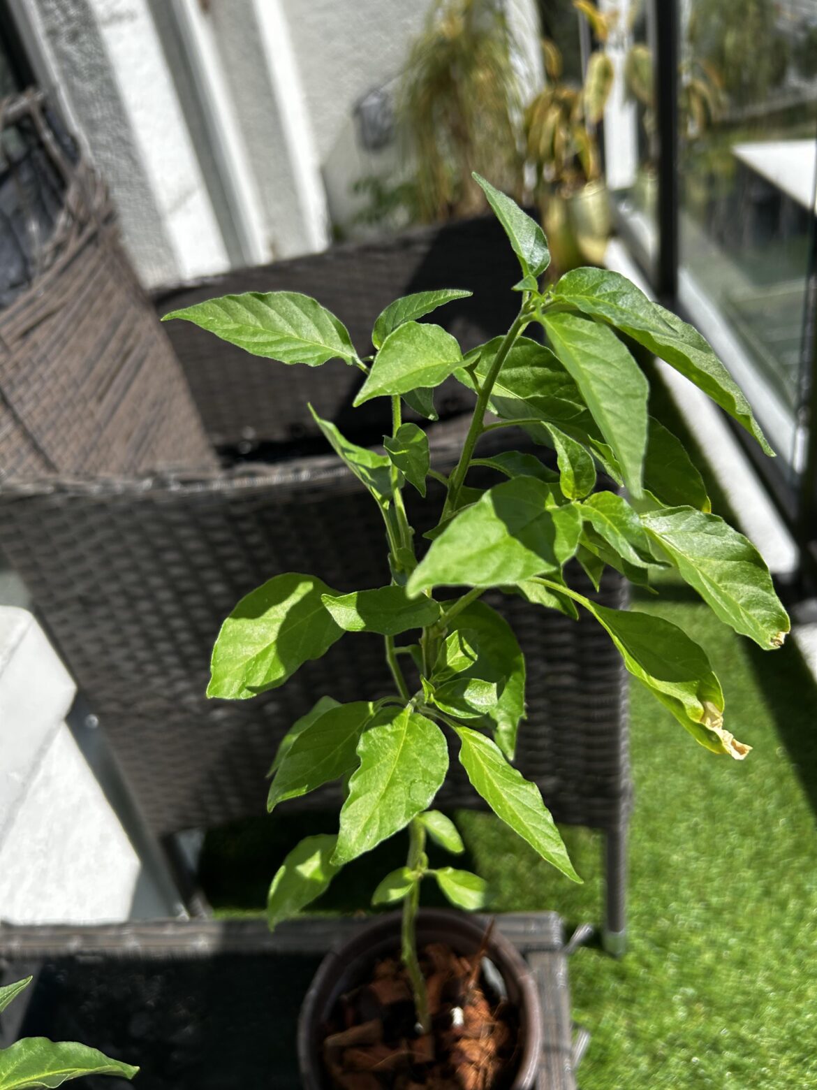 Catfished by dollar tree