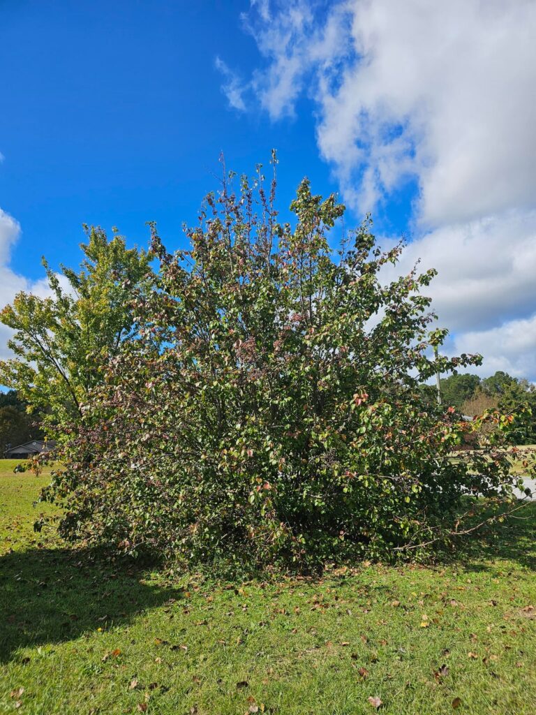 what berries are these? south carolina usa
