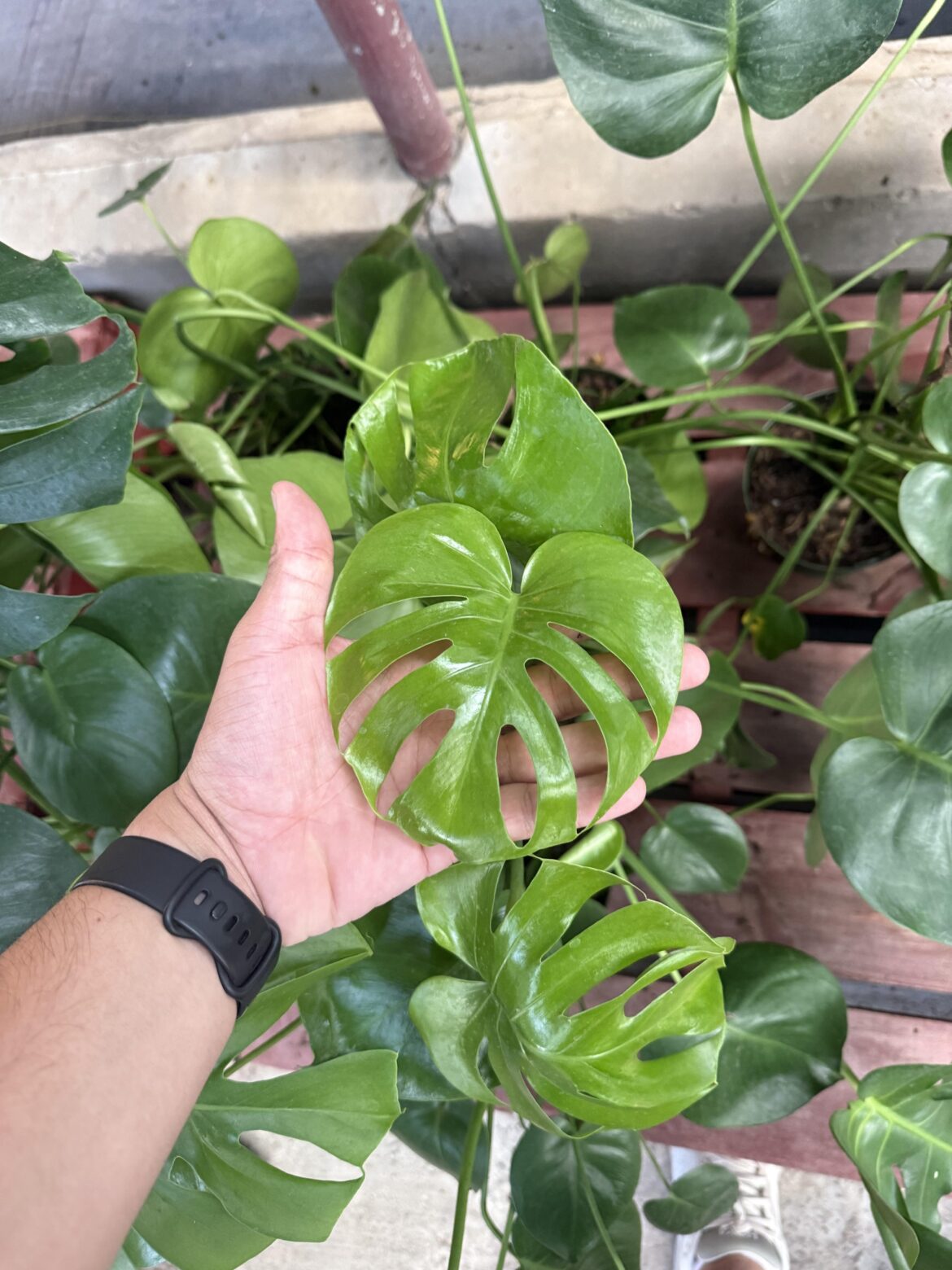 Compacta or normal deliciosa?