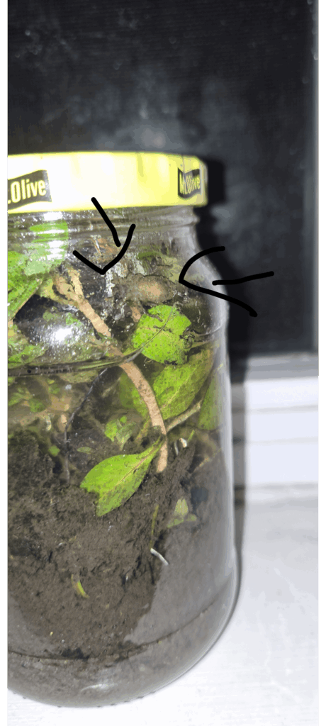 Does anyone know what this thing is?