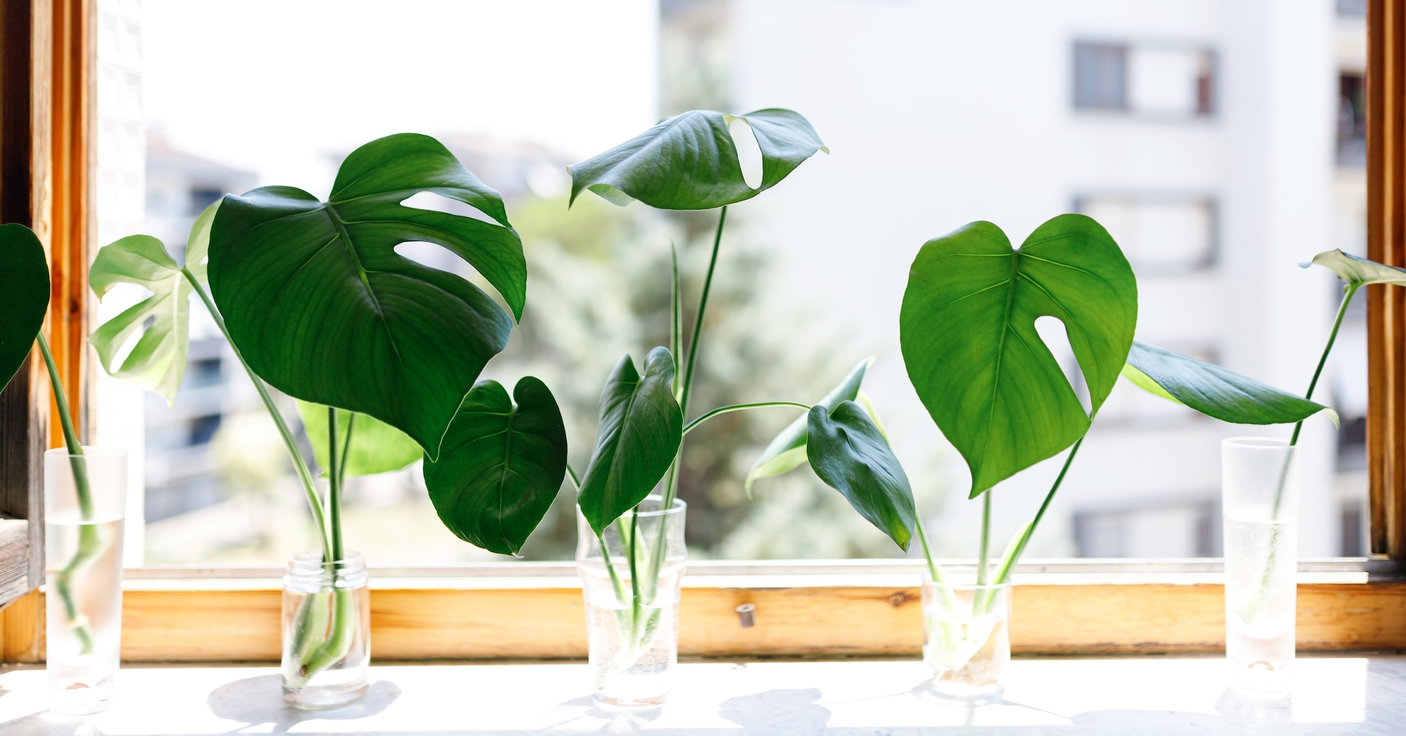 monstera growing in water