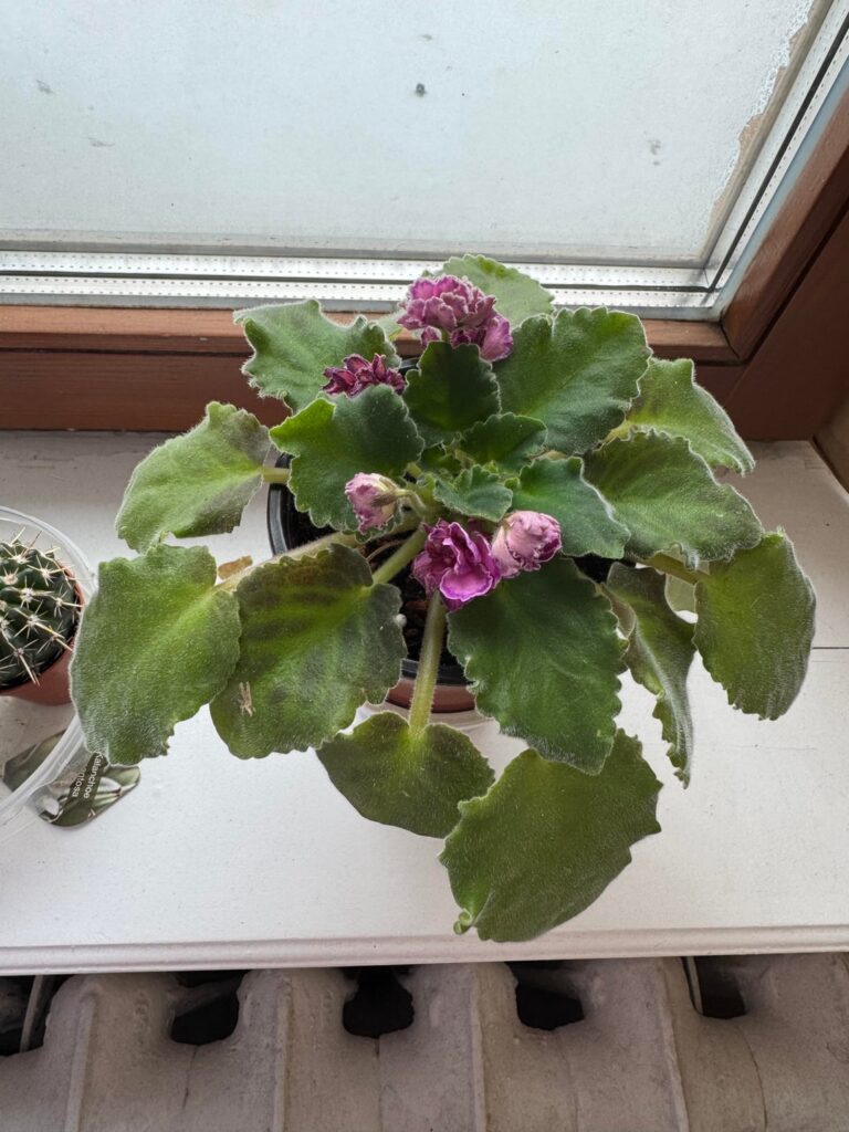 Are these plants happy? Are these plants happy?