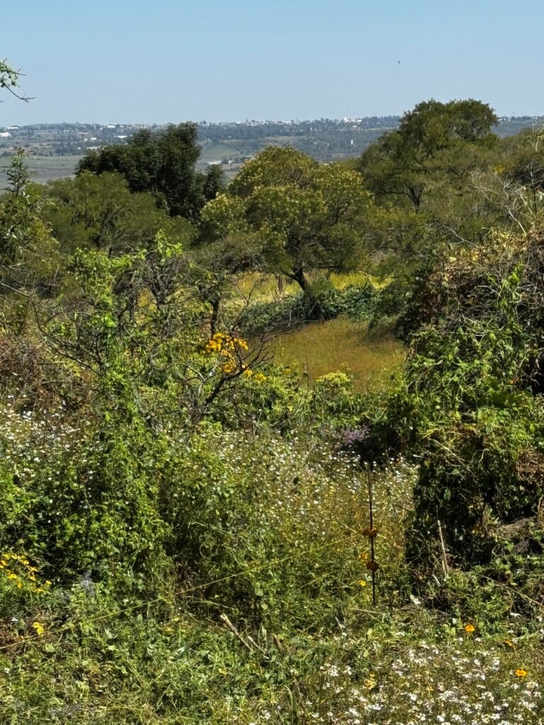 100 Hectares of pastures and forests 1 hour north of Guadalajara 100 Hectares of pastures and forests 1 hour north of Guadalajara