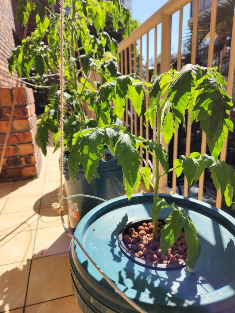 Showing off my Kratky Black Krim Tomato plants!
