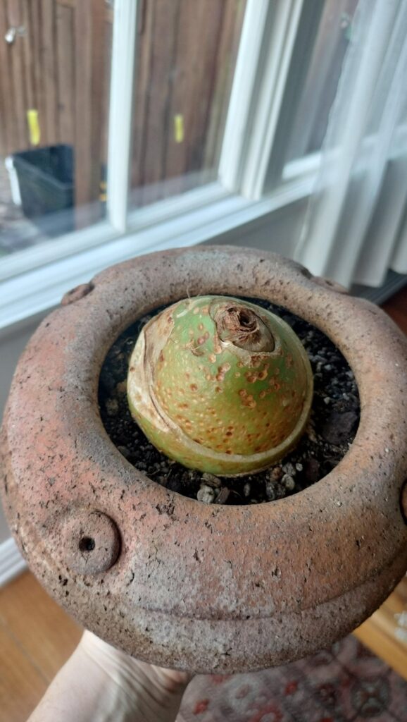 what’s wrong with my zulu onion? what's wrong with my zulu onion?