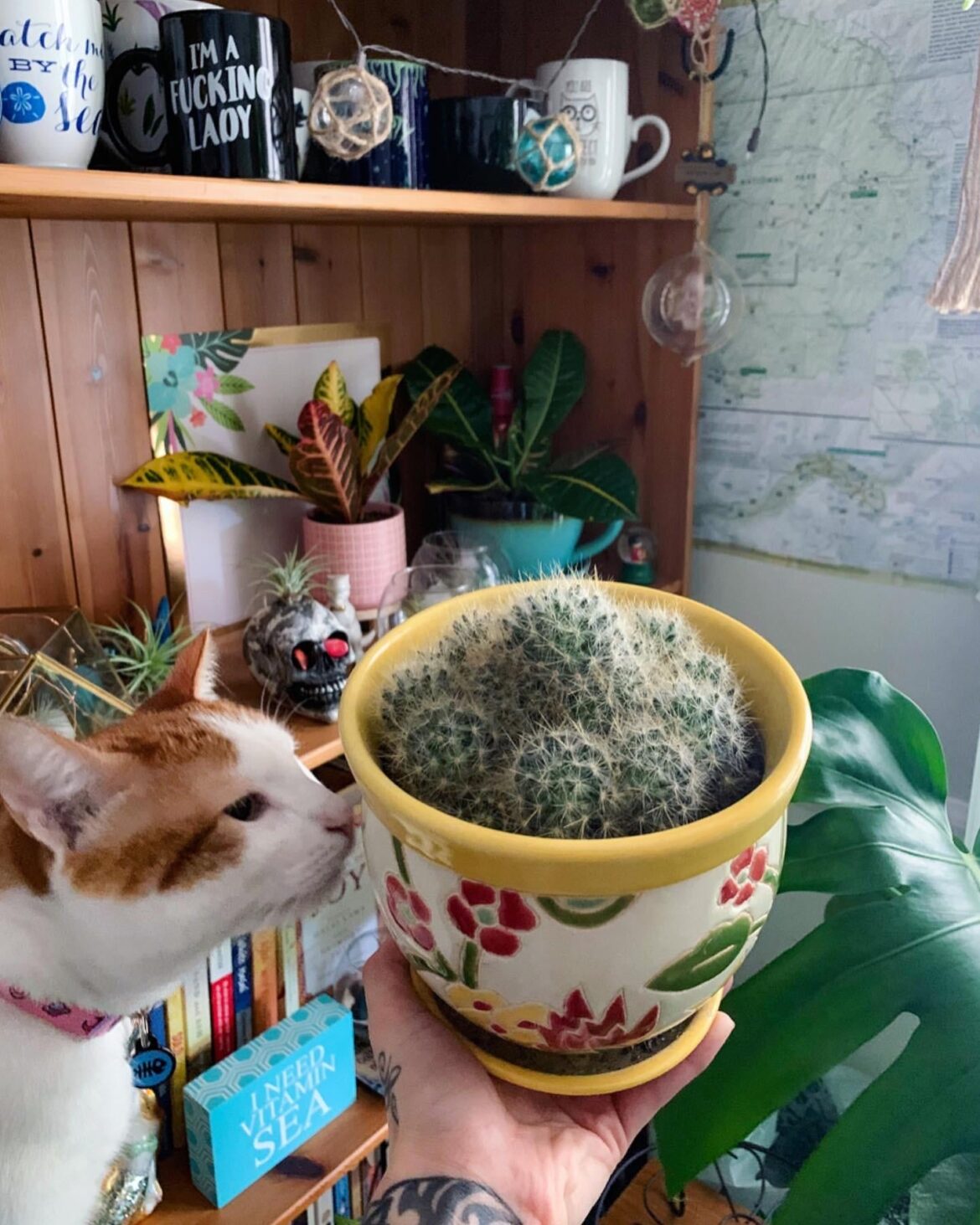 Kitty Approved 🐱🌵💫