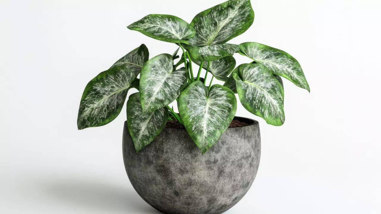 Syngonium
