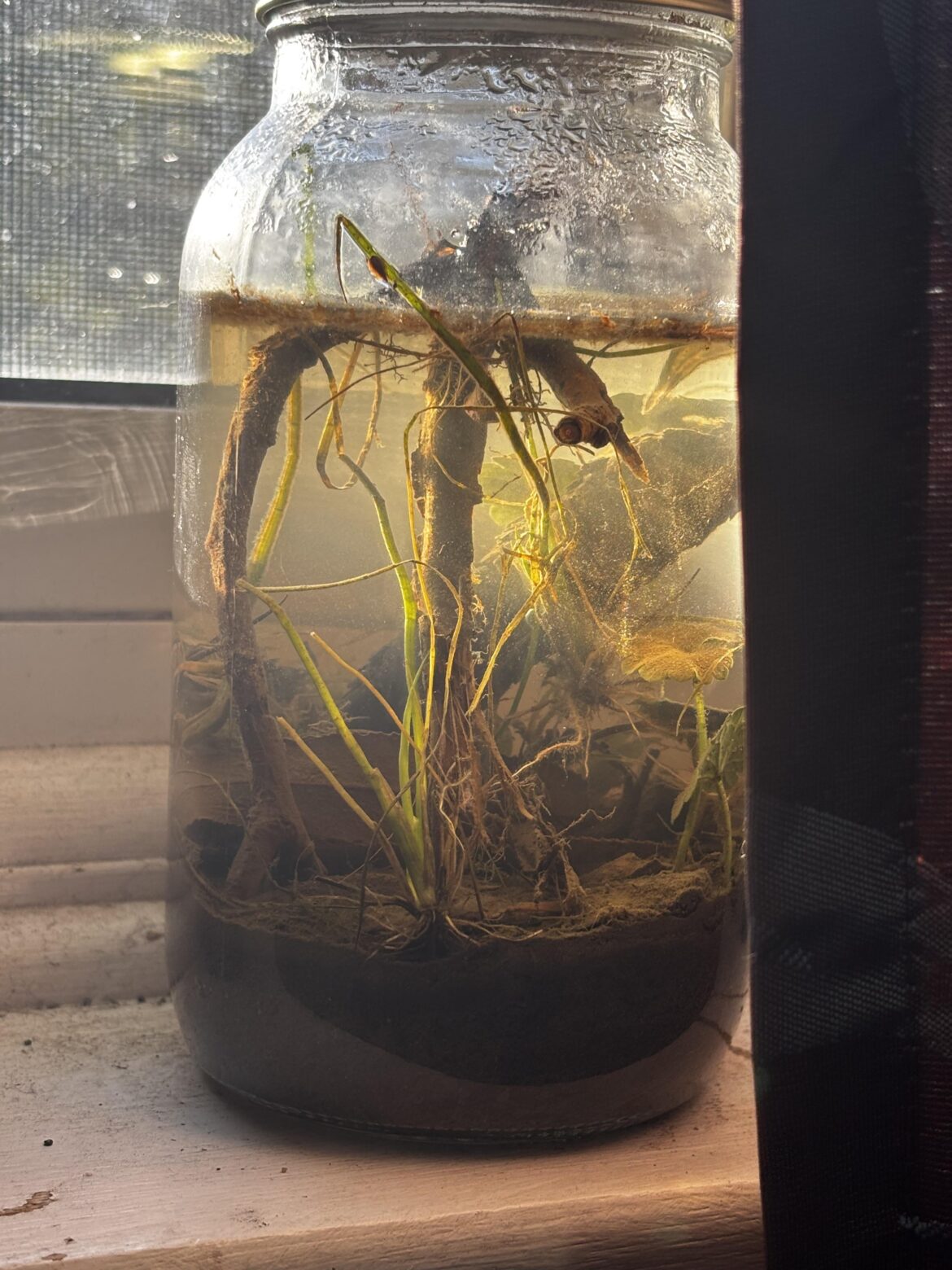 What’s the brown stuff at the top? Algae?