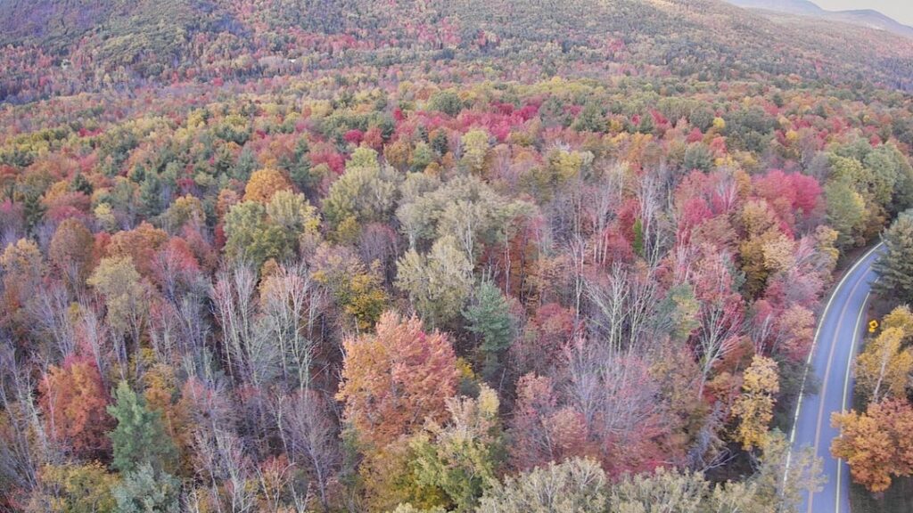 What age do you estimate this forest is? What age do you estimate this forest is?